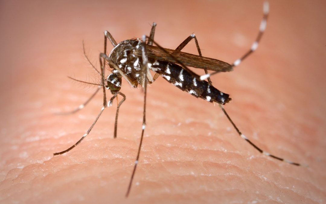 How Do Mosquitoes Survive Winter?